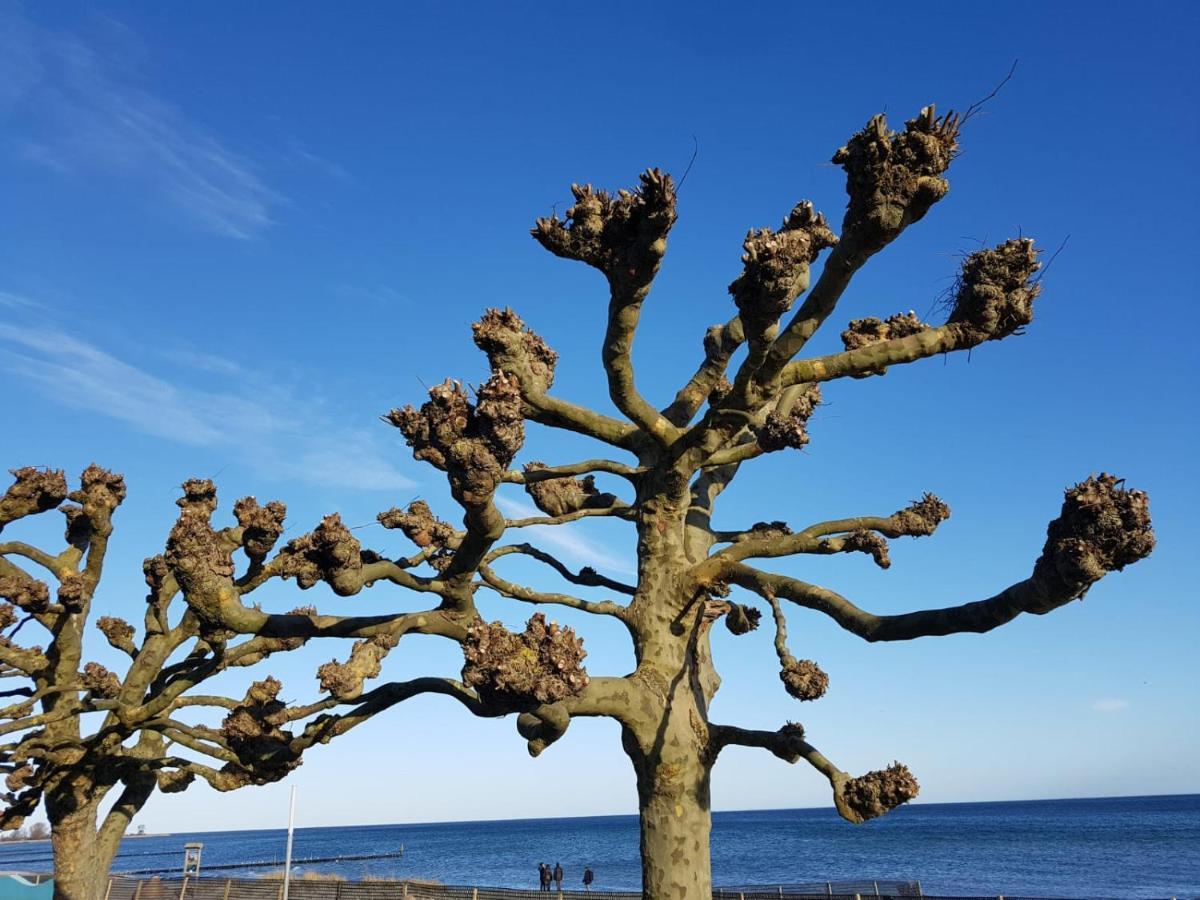 Ferienwohnung "Luv" Grube Ostsee المظهر الخارجي الصورة